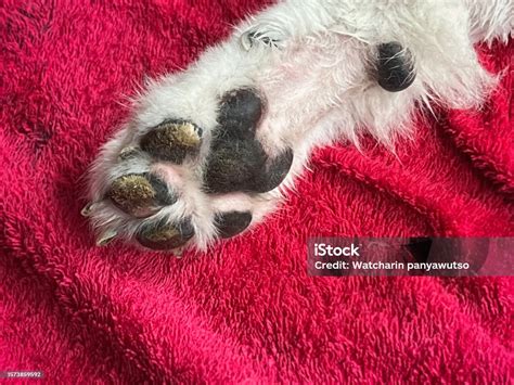 Raue Dicke Und Trockene Hautstruktur An Der Hundepfote Die Nasodigitale Hyperkeratose Stockfoto