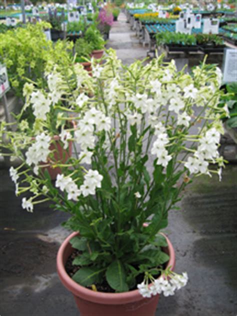 They are often planted along paths or near patios that are used for nighttime activities. Nicotiana alata grandiflora - Buy Online at Annie's Annuals