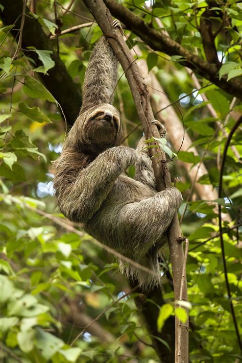 Tree Sloth Artofit