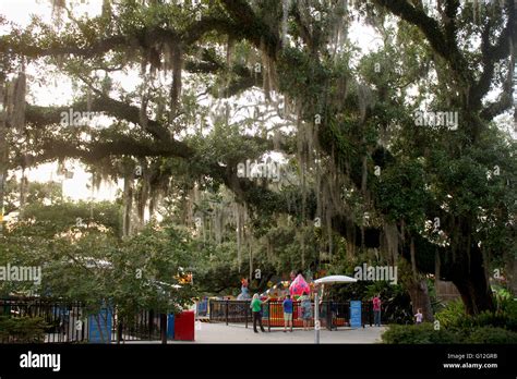 200 Year Old Live Oak Tree Towers Over Amusement Park Rides In New
