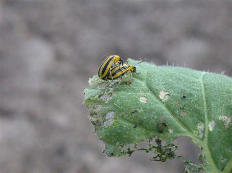 Striped Cucumber Beetle