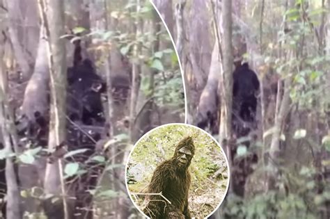 Woodsman Photographs ‘evidence Of Bigfoot