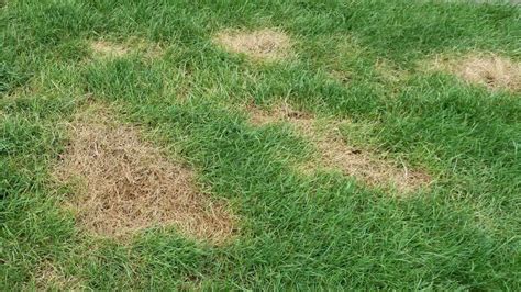 How To Banish Brown Patches On Your Lawn