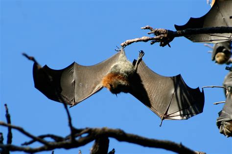 Transmission Of Rabies By Bats In South America The Pandora Report