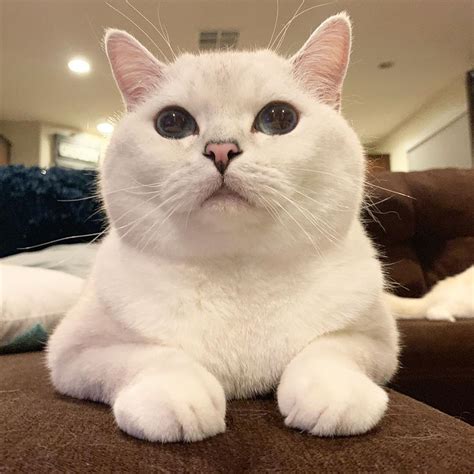 White Cats White Cats Cats Cute Animals
