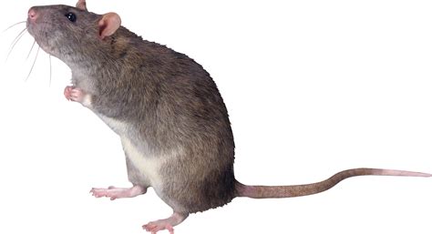 Mouse Rat Png Image Transparent Image Download Size 2213x1204px
