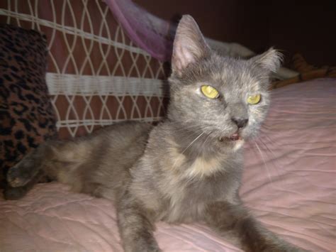 Tracie hotchner, author of the cat bible, offers a slightly different variation on the aforementioned how old is your cat according to this formula? Shelter Staff Cry When 15-year-old Cat Gets Adopted After ...