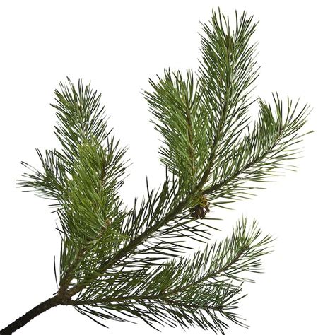Scots Pine Essential Oil Organic Scotch Pinus Sylvestris