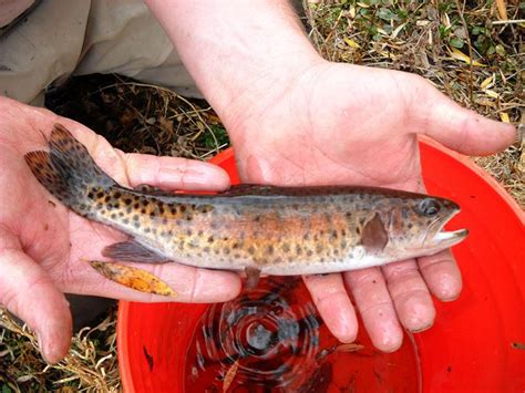 Lahontan Cutthroat Trout Oregon Conservation Strategy