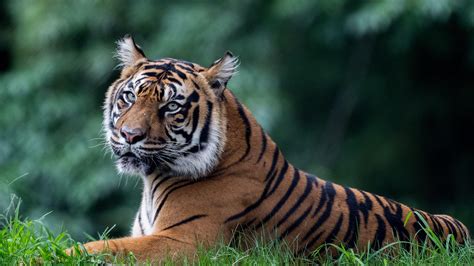 Tiger Is Lying Down On Grass In Blur Green Bokeh Background 4k Tiger Hd