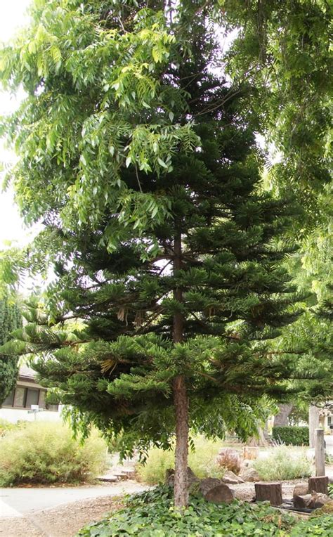 Wooden door canopy ideas are more common as the material is more readily available and popular. Canopy Tree Library - Choose the Right Tree - Canopy ...