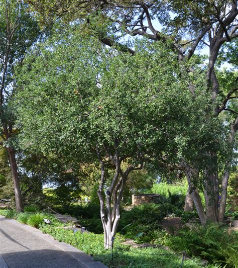 Our fruit trees are grown and grafted in texas, and when established they are very drought and heat tolerant. UFEI - SelecTree: A Tree Selection Guide