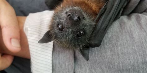 Why Everyone Should Care About Australias Flying Foxes Animals Australia