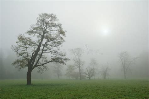 Trees In A Misty Morning Meadow Stock Photo Image Of Grassland Field