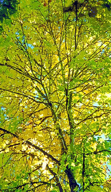 Big Leaf Maple Tree In Autumn Image Photograph By Paul Price