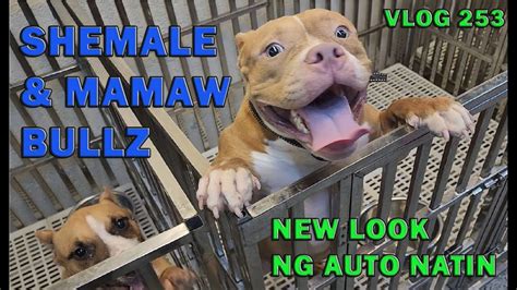Shemale And Mamaw American Bully Dogs Bully Car New Look Don Raider