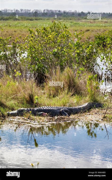 Alligator Sunning Himself Merritt Island Nature Preserve Florida Usa