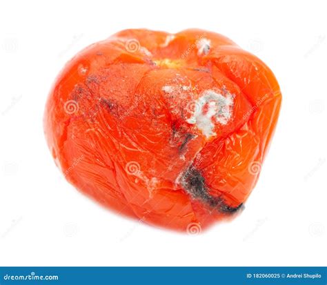 Le Moule Sur Une Tomate Pourrie Est Isolé Sur Un Blanc Image Stock