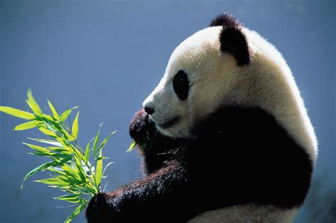 Panda Poop Might Help Turn Plants Into Fuel