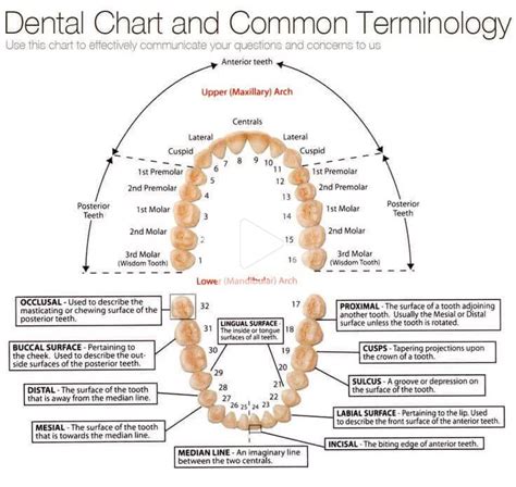 Dental Terminology 101 Infographic In 2020 Dental Terminology