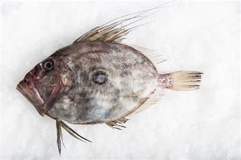 John Dory Whole Fish Delivery Sydney Manettas Seafood Market