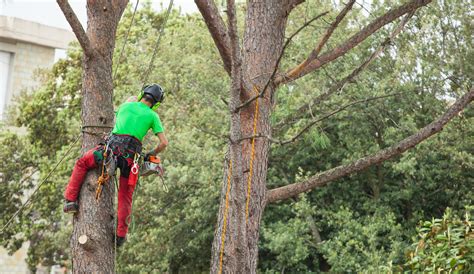 Maybe you would like to learn more about one of these? A Certified Arborist Shines a Light on Tips of the Trade ...