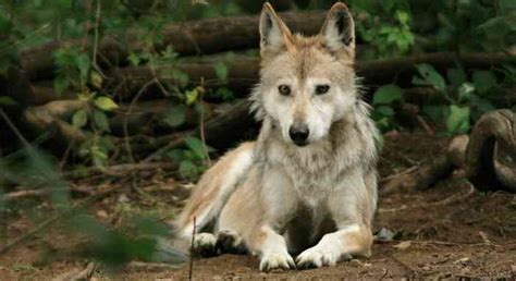 Factsheet Hunting And Mexican Gray Wolf Recovery Defenders Of Wildlife