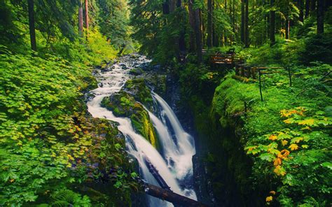 Olympic National Forest Wallpaper Carrotapp