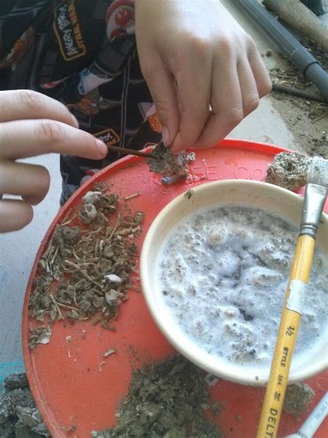 Brians Nephew John Dissecting Owl Pellets To Find The Bones Of The