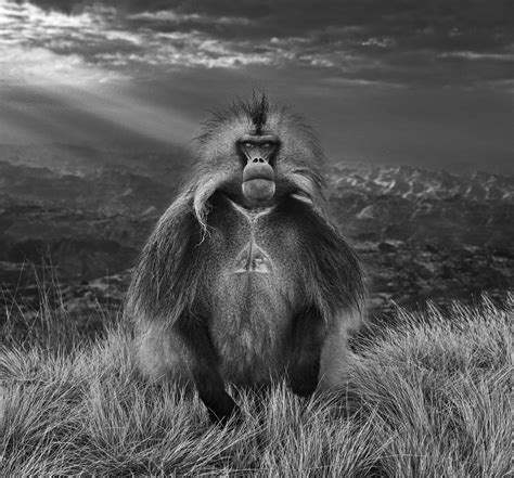 Members Only David Yarrow Photography