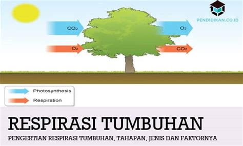 Tumbuhan memerlukan karbondioksida untuk melakukan proses fotosintesis. Pengertian Respirasi Tumbuhan, Tahapan, Jenis dan Faktornya