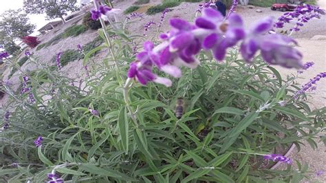 Maybe you would like to learn more about one of these? Bees like Purple Flowers 2 - YouTube