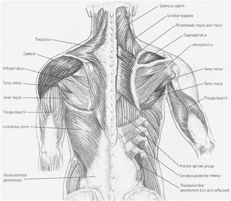 Diagrams Of Back Muscles 101 Diagrams