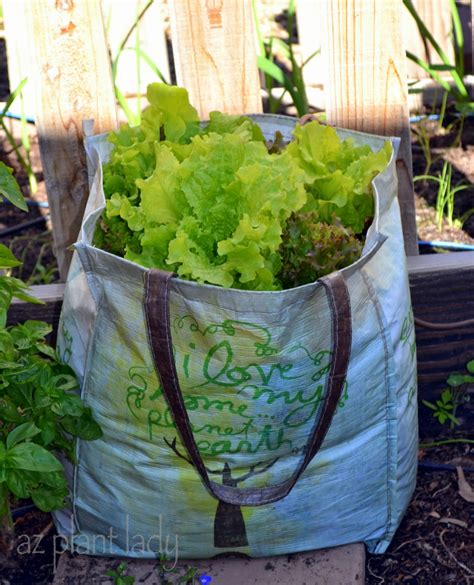 Start Your Own Lettuce Seedlings In Recycled Plastic