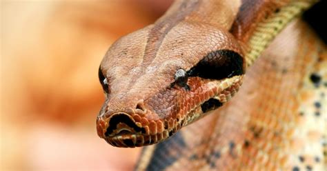 Portrait Picture Of A Snake Hd Animals Wallpapers