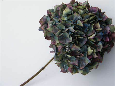 Dried Hydrangea Flower Head Blue Green Purple Daisyshop Dried