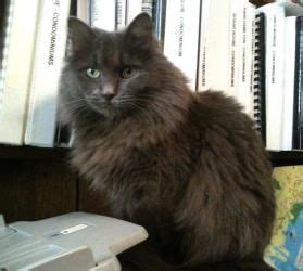 There are 529 russian blue long for sale on etsy, and they cost 40,86 $ on average. Pin on Things to Think About