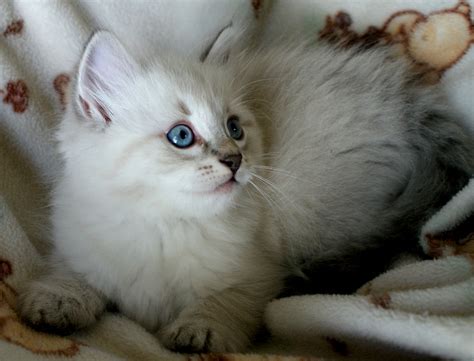 The siberian is the national cat of russia. Cherished Siberians - Siberian Cat Breeder from Culpeper ...