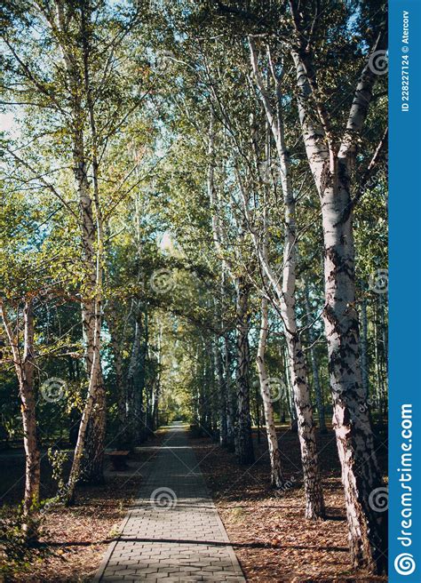 Birch Tree Alley At Summer Park With Road Footpath Stock Photo Image