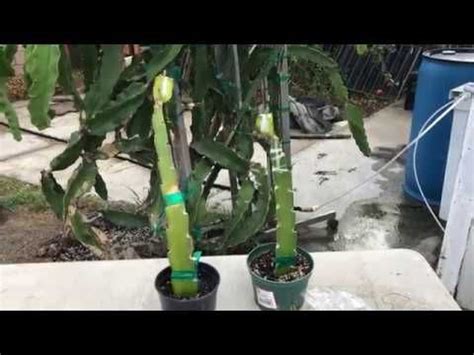 How to graft different varieties of cactus using dragon fruit.very easy and you will love itplease subscribe and hit notification bellfor my new videos. How to Graft a Dragon Fruit Seedling Part 2 | Crasas