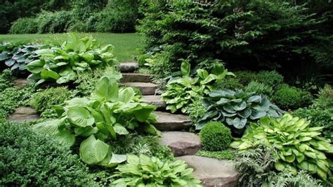 Why You Should Plant Shade Loving Hostas In Your Garden