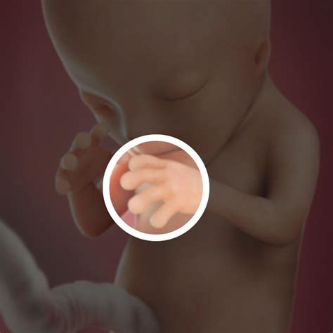 Ya está todo formadito, mide 27,5 centímetros (10,9 pulgadas), ¡y pesa casi 1/2 kilo! Desarrollo fetal: 12 semanas de embarazo - BabyCenter