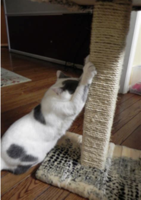 How To Build Your Own Cat Scratching Post Planitdiy