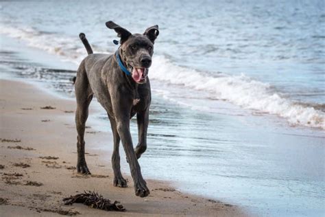 It's different for every dog. At What Age Do Great Danes Calm Down? - Great Dane Care