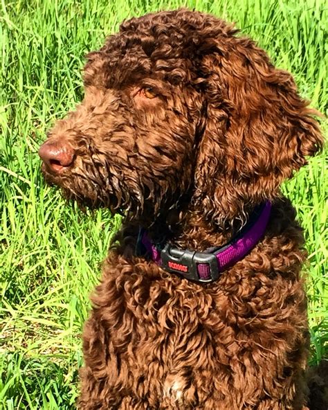 Pin On Brown Standard Poodle