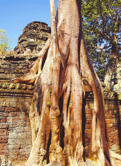 Beautiful Mystical Landscape Giant Tree Root Overgrowing Ancient