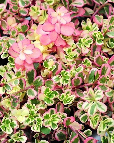 Gardeners hq plant growing guides. Portulaca pilosa 'Hana Misteria' | Plants, Indoor plants ...