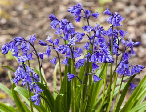 English Bluebell Bulbs Spring Flowering Garden Bulbs Plant With