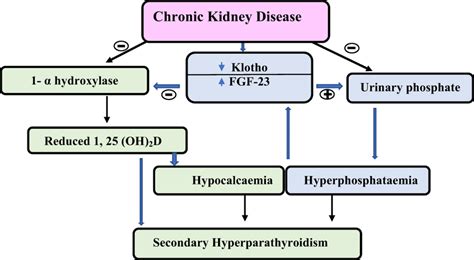 Pathogenesis Of Secondary Hyperparathyroidism In Chronic Kidney Disease