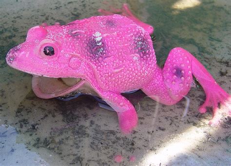 Pink Frog Free Photo Download Freeimages